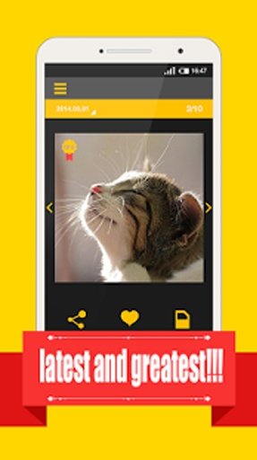 TOP 10-INSTAGRAM CAT VIDEO截图4