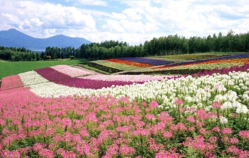 Flowers Garden Wallpapers HD截图1