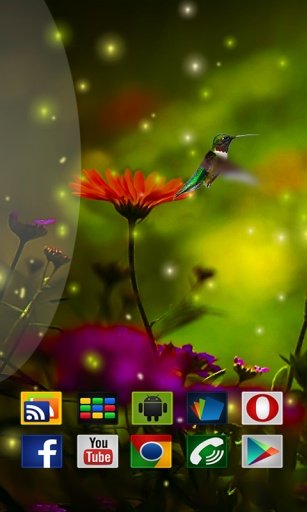 Birds HD in Live Wallpaper截图1