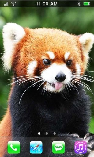 Red Panda live wallpaper截图5