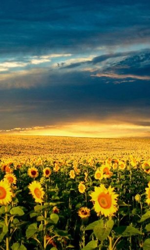 Sunflower Falling Wallpaper截图2