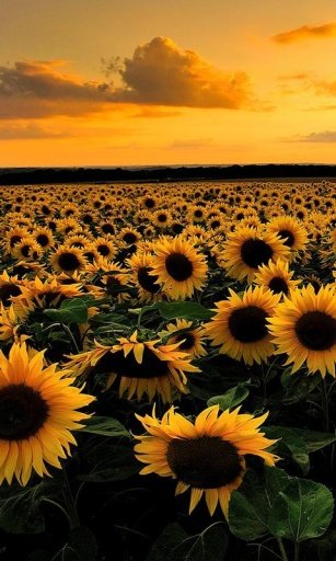 Sunflower Falling Wallpaper截图5