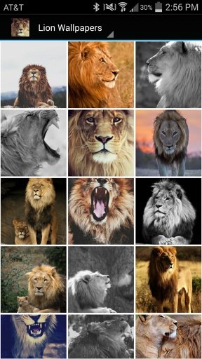 Lion Wallpapers截图1