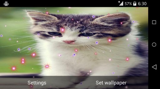 Cute Cat Live Wallpaper截图5