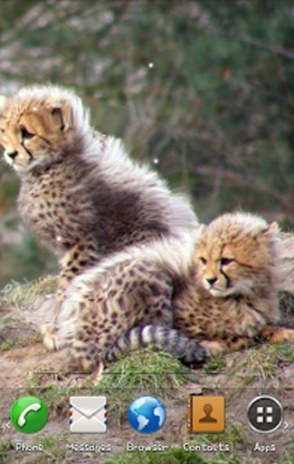 Cheetah Live Wallpaper截图10