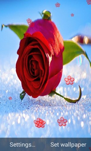 Rose In Snow Wallpaper截图2