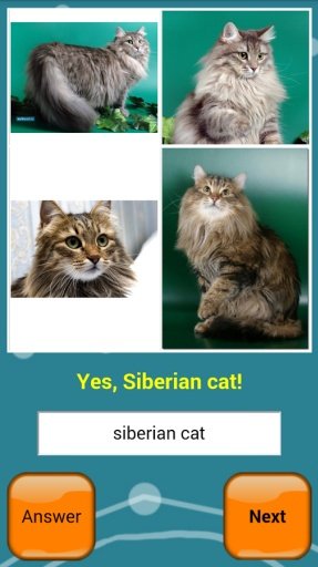 Cats Quiz Online截图1