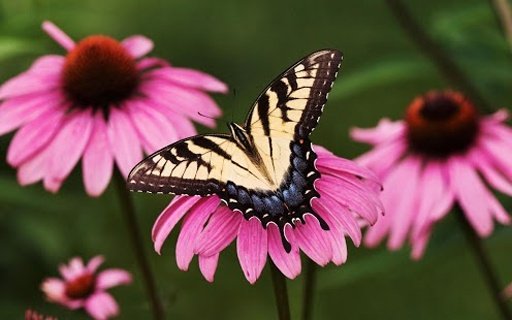 BUTTERFLY WALLPAPERS截图4