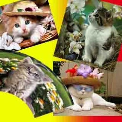 The Cat Find Differences Game截图5