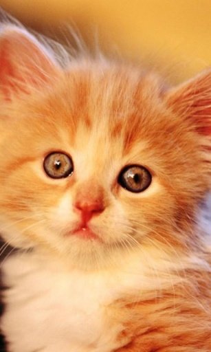 Cute Kitty HD Wallpaper截图2