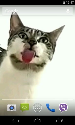 Cat licks glass Video LWP截图1