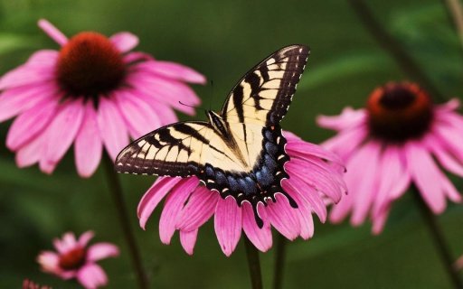 BUTTERFLY WALLPAPERS截图5