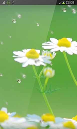 Spring Flowers Live Wallpaper截图2