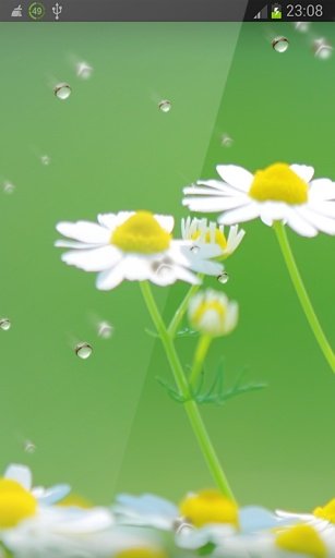 Spring Flowers Live Wallpaper截图4