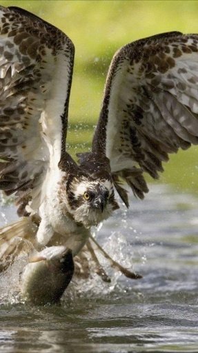 Birds of Prey Wallpapers截图4