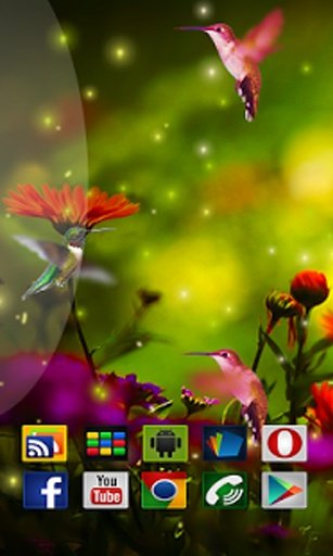 Birds HD in Live Wallpaper截图5