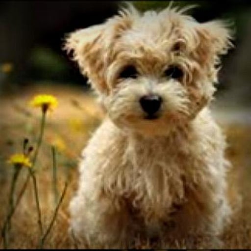 Adorable pet puppy截图6