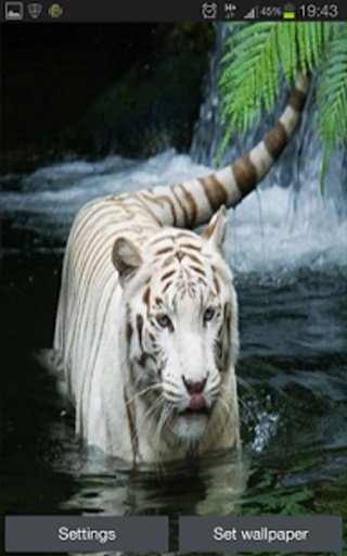 White Tiger Real Water Touch截图3