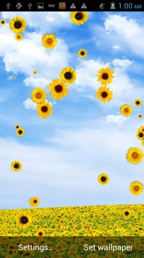 Sunflower Falling Wallpaper截图1