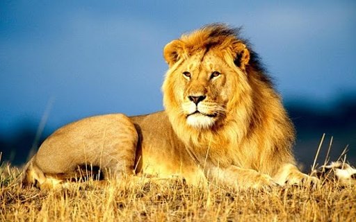 Lion - Kids Puzzle截图6