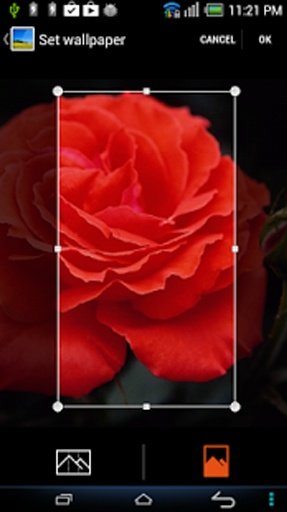 Rose Flower Wallpapers截图1