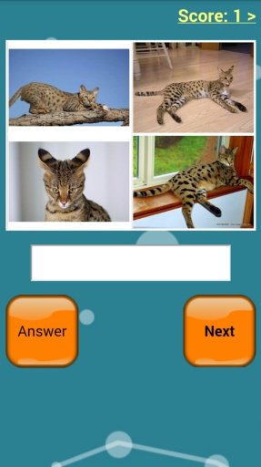 Cats Quiz Online截图6