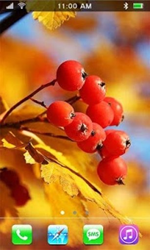 Autumn Leavs live wallpaper截图11