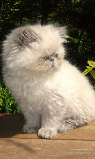 Adorable Himalayan Kitty LWP截图6