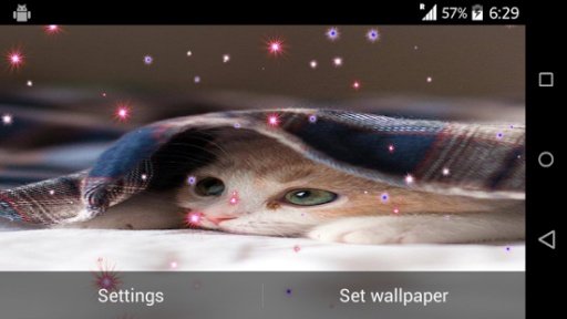 Cute Cat Live Wallpaper截图7