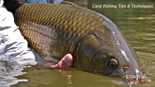 Carp Fishing Tips &amp; Techniques截图3