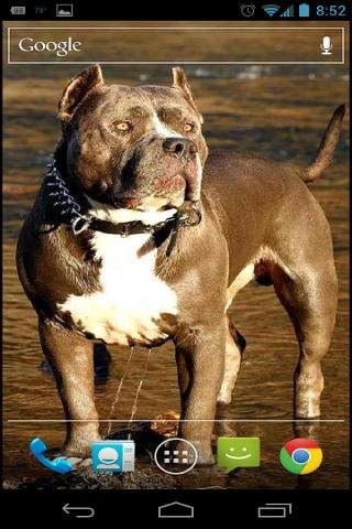 Pitbull Dog Live Wallpaper截图1