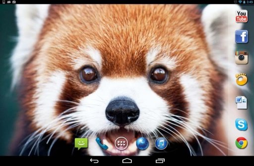 Red Panda live wallpaper截图6