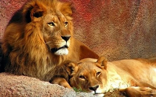 Lion - Kids Puzzle截图8