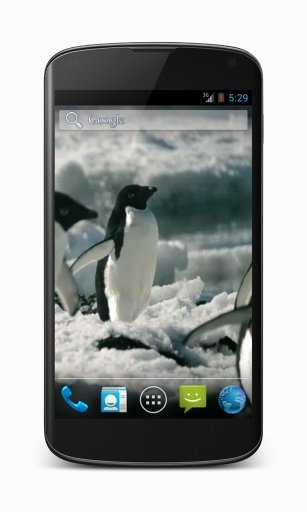 Penguins Free Video Wallpaper截图3