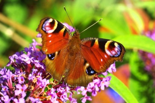 BUTTERFLY WALLPAPERS截图1