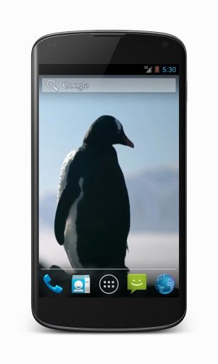 Penguins Free Video Wallpaper截图2