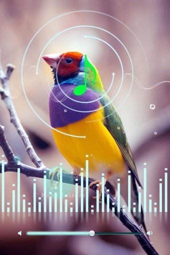 Birds Sounds Ringtone截图1