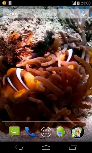 Clown Fish Video LWP截图2