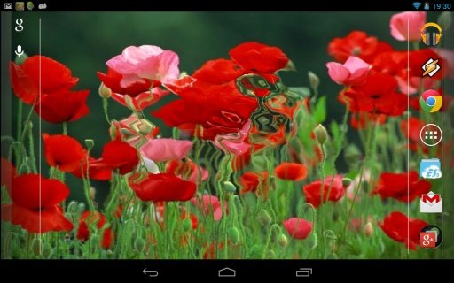 Galaxy Interactive Red Poppies截图4