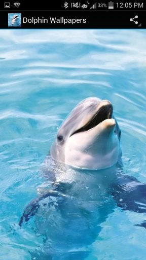 Dolphin Wallpapers截图1