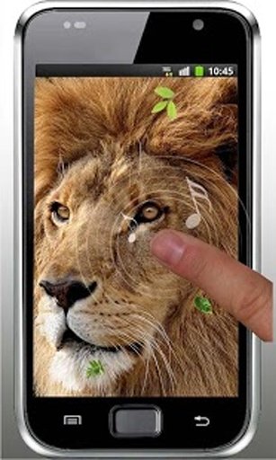 Lions Wild HD live wallpaper截图8