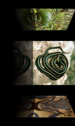 Snake Wallpaper截图6