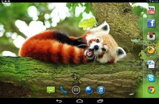 Red Panda live wallpaper截图3