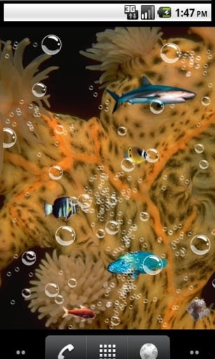 Top fish Live Wallpaper截图3