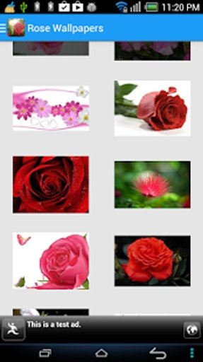 Rose Flower Wallpapers截图4