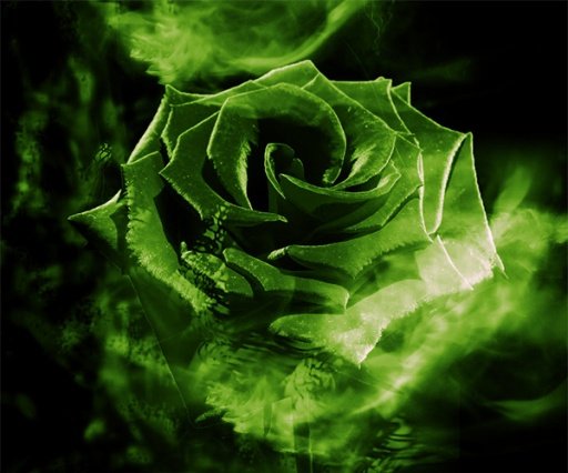 Green Rose Live Wallpaper截图4