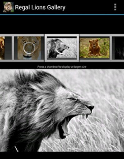 Regal Lions Gallery Wallpapers截图5