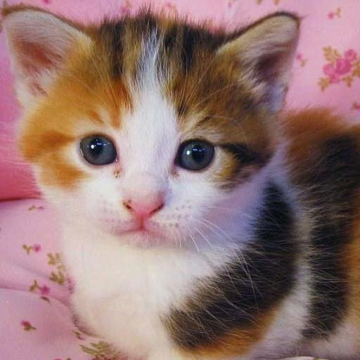 Cute Cats Pictures Gallery截图2