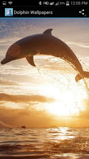 Dolphin Wallpapers截图3