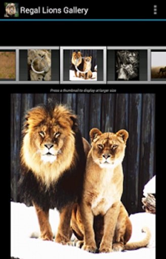 Regal Lions Gallery Wallpapers截图1